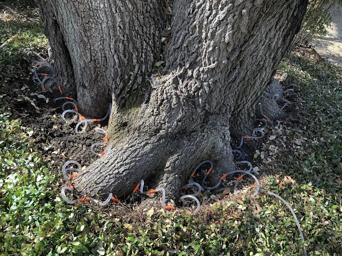 Detailed Tree Cabling and Bracing job site in Felton