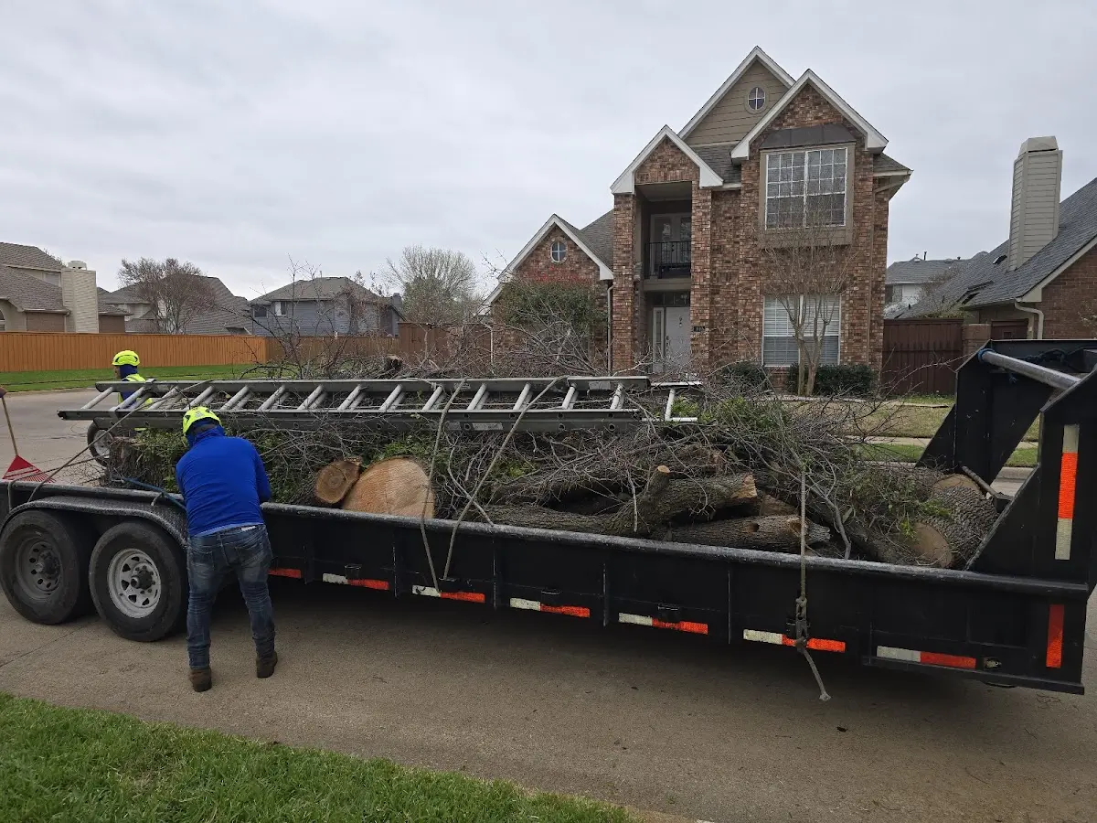 Expert Tree Pest Control with proper safety equipment in Felton
